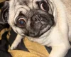 Pug