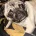 Pug