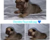 Pug