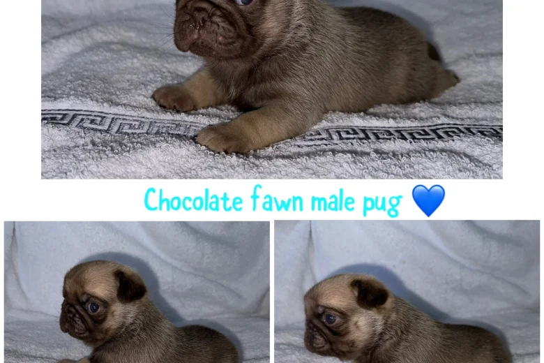 Pug