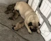 Pug