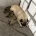 Pug