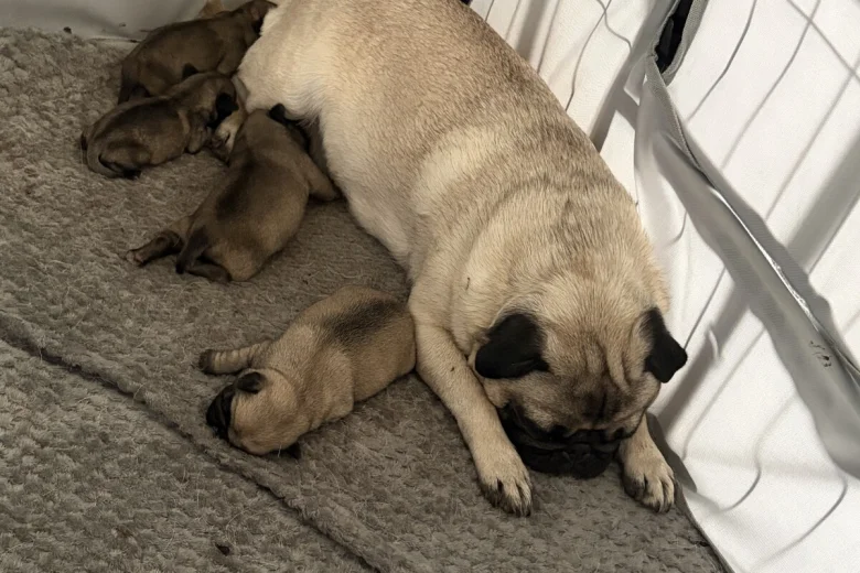 Pug
