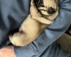 Pug