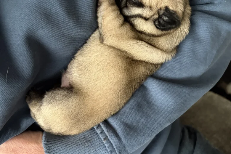 Pug