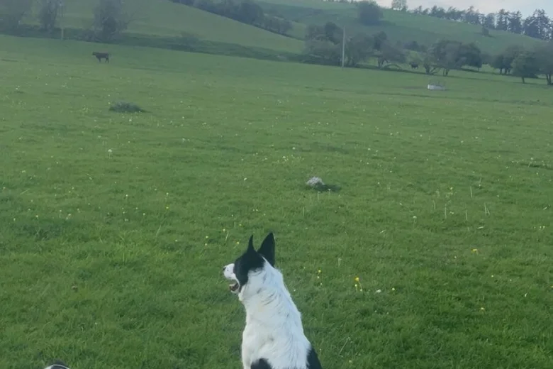 Border Collie