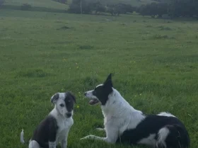 Border Collie