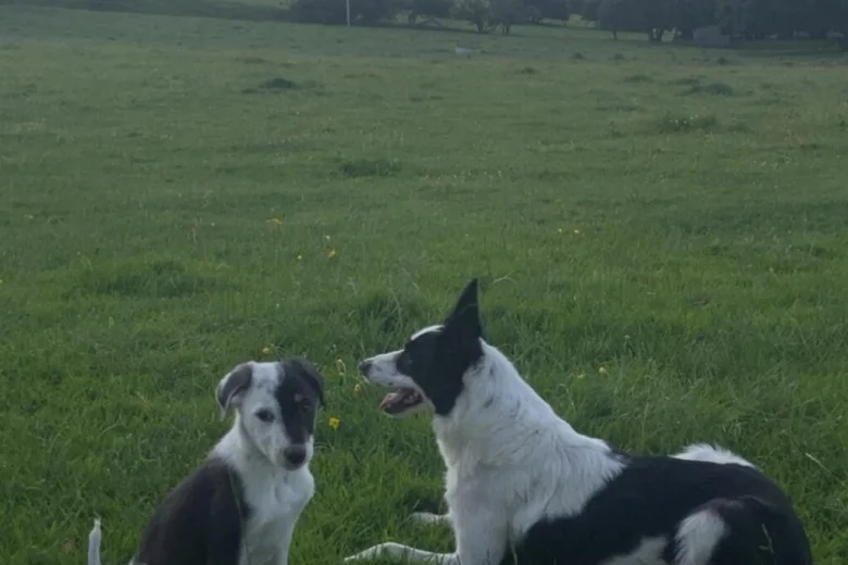 Border Collie