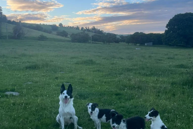 Border Collie