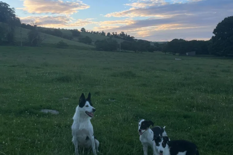 Border Collie