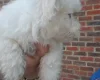 Havanese