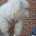 Havanese