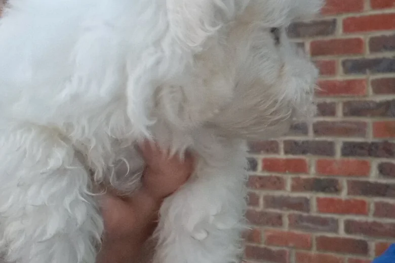 Havanese