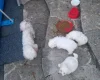 Havanese