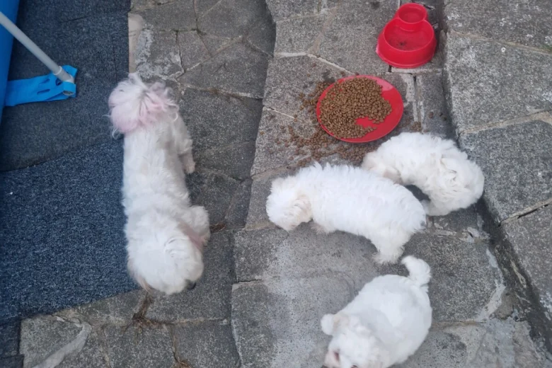 Havanese