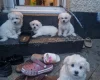 Havanese