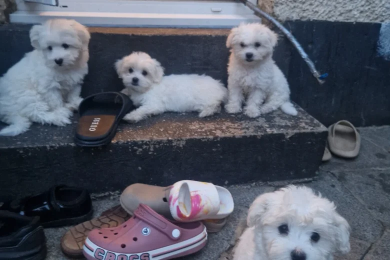 Havanese