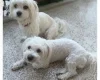 Havanese