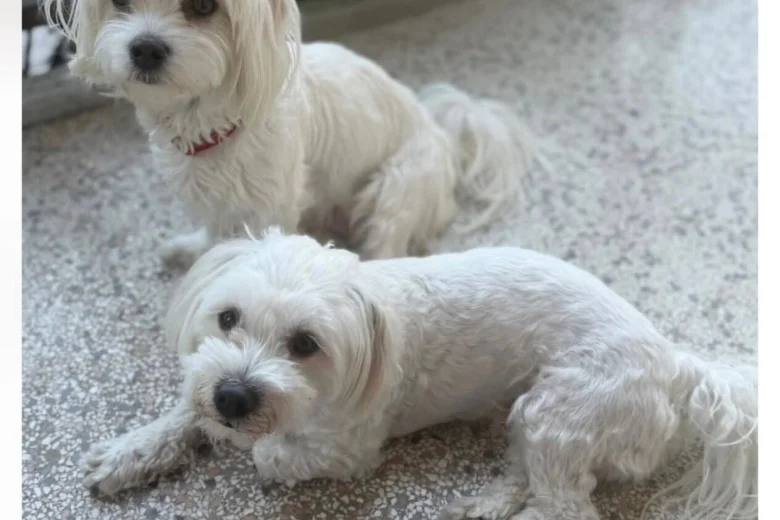 Havanese