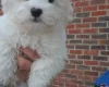 Havanese