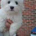 Havanese