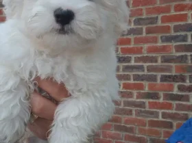 Havanese