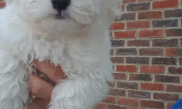 Havanese