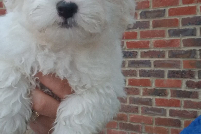 Havanese
