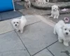 Havanese