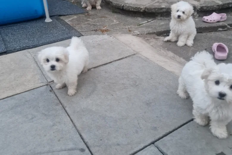 Havanese