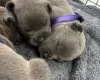 Staffordshire Bull Terrier