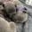 Staffordshire Bull Terrier