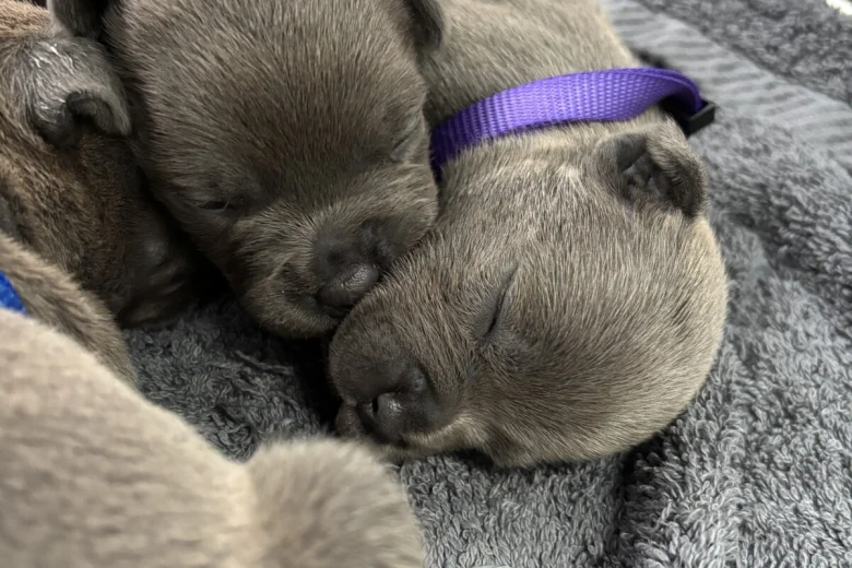 Staffordshire Bull Terrier