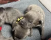 Staffordshire Bull Terrier