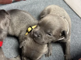 Staffordshire Bull Terrier
