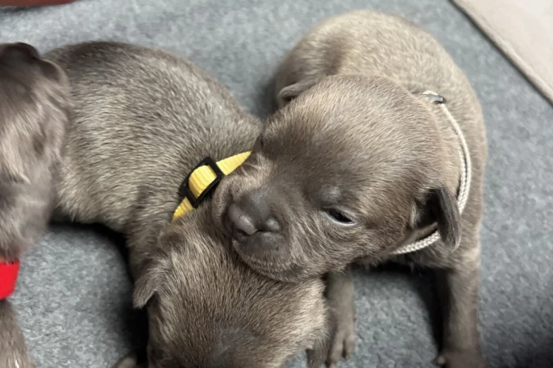 Staffordshire Bull Terrier