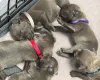 Staffordshire Bull Terrier
