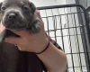 Staffordshire Bull Terrier