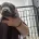 Staffordshire Bull Terrier