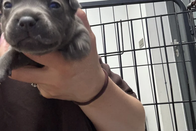 Staffordshire Bull Terrier