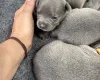 Staffordshire Bull Terrier