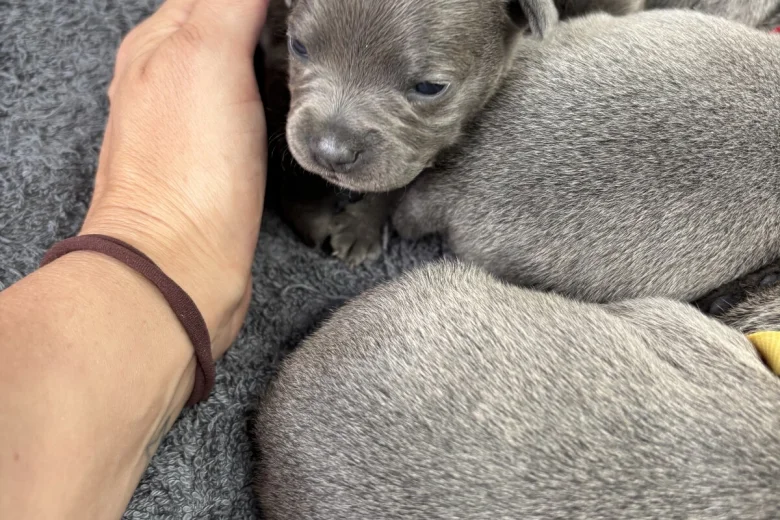 Staffordshire Bull Terrier