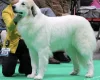 Pyrenean Mountain Dog