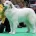 Pyrenean Mountain Dog