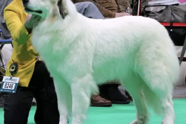 Pyrenean Mountain Dog