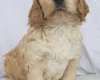 Cockapoo