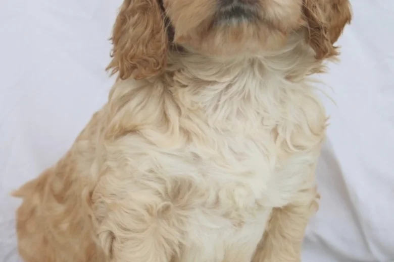 Cockapoo