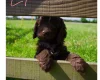 Cockapoo