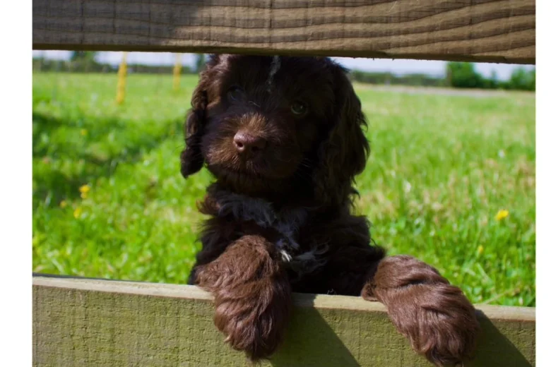 Cockapoo
