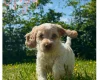 Cockapoo